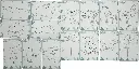 12904_47-lcd-malbuch-safari-small-foot-karten-unterschiedlich-tiere-pflanzen.webp